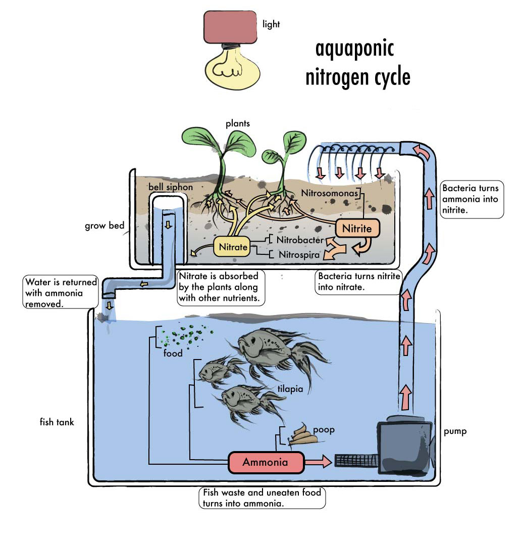 Aquaponics is a sustainable food production system. It is a 